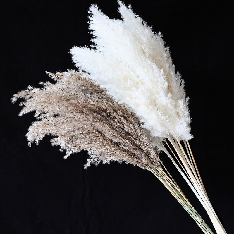 10 Buah Bunga Kering Pampas Gr - Flower Girl Basket ulasan dan harga